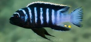 Cynotilapia zebroides 'Mdowe'